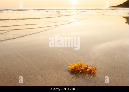 Algen am Strand bei Sonnenuntergang, tropischer Strand im Sommer. Lanta Island, Thailand. Stockfoto