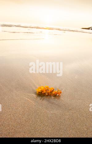 Algen am Strand bei Sonnenuntergang, tropischer Strand im Sommer. Lanta Island, Thailand. Stockfoto