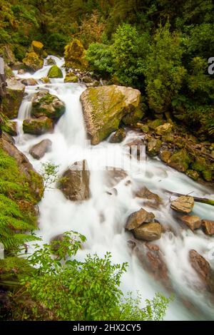 Lake Marian Falls Track, Wasserfall in Fiordland, Neuseeland mit einheimischer Regenwaldflora Stockfoto