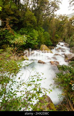 Lake Marian Falls Track, Wasserfall in Fiordland, Neuseeland mit einheimischer Regenwaldflora Stockfoto