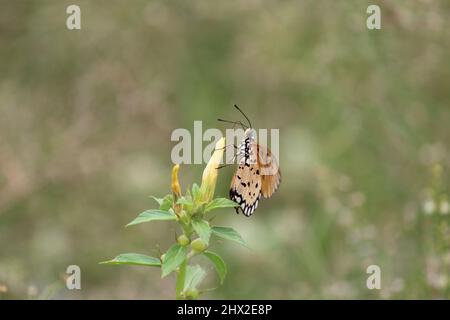 Ein gelber Schmetterling thront auf einer Blume Stockfoto