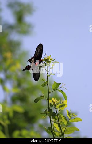 Ein schwarzer Schmetterling thronte auf einigen Reben am Himmel Stockfoto