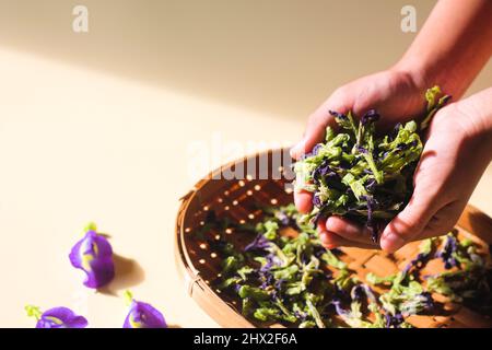 Bona Telang Kering oder getrocknete Butterfly Pea Blumen auf gewebtem Bambusblech. Isolierter Hintergrund. Stockfoto