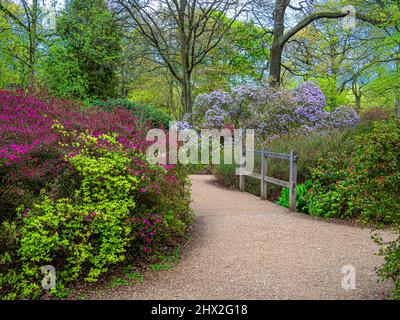 Wunderschöne Landschaft des Royal Isabella Plantation Gartens, im Richmond Park, London Stockfoto