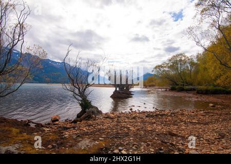 Weidenbäume wachsen in Lake Wakatipu Herbstfarben, Glenorchy Neuseeland, Südinsel Stockfoto