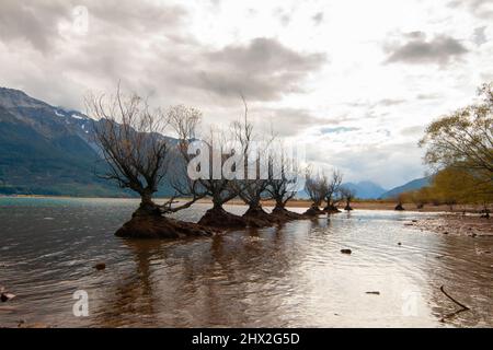 Herbst bei Glenorchy, Weidenbäume wachsen im Lake Wakatipu, Neuseeland, Südinsel Stockfoto