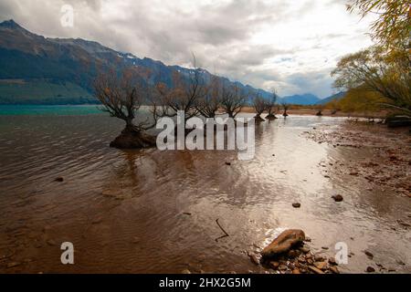 Weidenbäume wachsen im Lake Wakatipu, Glenorchy Neuseeland, Südinsel Stockfoto