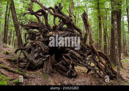 Einzigartige Formen entwurzelter Baumwurzeln, die nach starkem Wind niedergeschlagen wurden, Sylvan Lake Walk in der Nähe des Campingplatzes, Neuseeland Forest Stockfoto