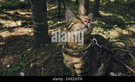 Eine Katze in einem Stadtpark. Bengalische Wildkatzen laufen im Kragen auf dem Wald. Asian Jungle Cat oder Swamp oder Reed. Domestizierte Leopardenkatze versteckt, jagt und spielt im Gras. Hauskatze in der Natur im Freien. Stockfoto