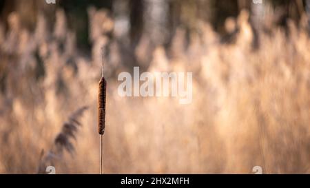 Schilf im Wind. Typha latifolia in der Sonne. Breitblattcattail. Bulrush. Natürliche Umgebung. Stockfoto