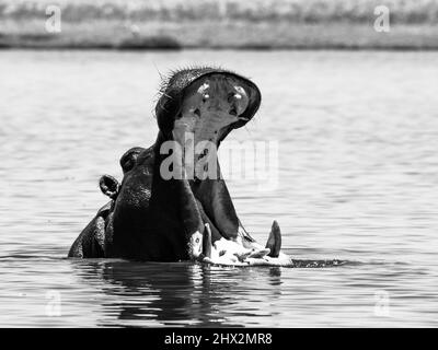 Großes Nilpferd mit weit geöffnetem Mund im Fluss Stockfoto