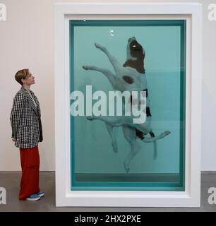 Gagosian Gallery, London, Großbritannien. 9. März 2022. Naturgeschichte, mehr als 20 von Damien Hirsts Formaldehyd-Skulpturen über einen Zeitraum von 30 Jahren werden im Gagosian ausgestellt, das am 10. März eröffnet wird. Bild: Damien Hirst, Der Aufstieg, 2003. Quelle: Malcolm Park/Alamy Live News Stockfoto