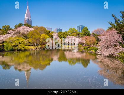 4. April 2019: Tokyo, Japan - Cherry Blossom und Shinjuku Gebäude in der See in Shinjuku Gyoen National Garten, Tokio wider. Stockfoto