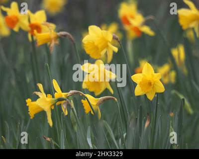 Sheerness, Kent, Großbritannien. 9. März 2022. UK Wetter: Narzissen an einem bewölkten Morgen in Sheerness, Kent. Kredit: James Bell/Alamy Live Nachrichten Stockfoto