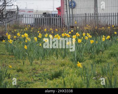 Sheerness, Kent, Großbritannien. 9. März 2022. UK Wetter: Narzissen an einem bewölkten Morgen in Sheerness, Kent. Kredit: James Bell/Alamy Live Nachrichten Stockfoto