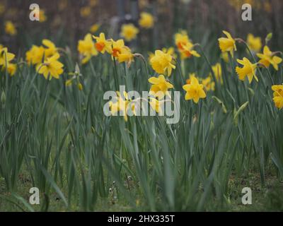 Sheerness, Kent, Großbritannien. 9. März 2022. UK Wetter: Narzissen an einem bewölkten Morgen in Sheerness, Kent. Kredit: James Bell/Alamy Live Nachrichten Stockfoto