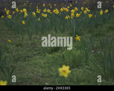 Sheerness, Kent, Großbritannien. 9. März 2022. UK Wetter: Narzissen an einem bewölkten Morgen in Sheerness, Kent. Kredit: James Bell/Alamy Live Nachrichten Stockfoto