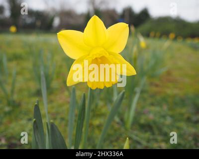 Sheerness, Kent, Großbritannien. 9. März 2022. UK Wetter: Narzissen an einem bewölkten Morgen in Sheerness, Kent. Kredit: James Bell/Alamy Live Nachrichten Stockfoto