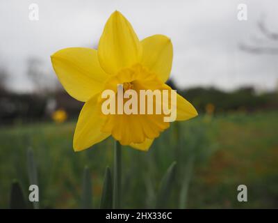 Sheerness, Kent, Großbritannien. 9. März 2022. UK Wetter: Narzissen an einem bewölkten Morgen in Sheerness, Kent. Kredit: James Bell/Alamy Live Nachrichten Stockfoto