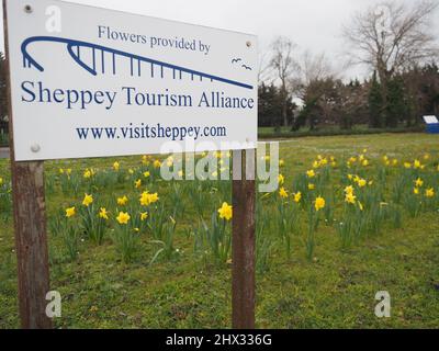 Sheerness, Kent, Großbritannien. 9. März 2022. UK Wetter: Narzissen an einem bewölkten Morgen in Sheerness, Kent. Kredit: James Bell/Alamy Live Nachrichten Stockfoto