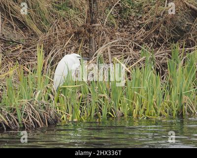 Sheerness, Kent, Großbritannien. 9. März 2022. UK Wetter: Ein bewölktes Wetter am Morgen in Sheerness, Kent. Kredit: James Bell/Alamy Live Nachrichten Stockfoto