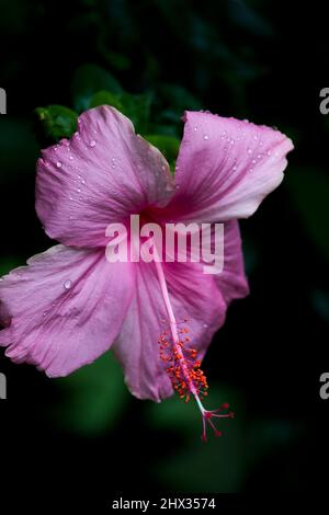 aba-Blume (Hibiscus rosa-sinensis) Hibiscus rosa-sinensis, umgangssprachlich als chinesischer Hibiskus, Chinarose, Rosenmalbe und Schwarzenpflanze bekannt, ist eine Stockfoto