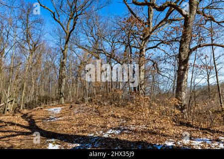 Wanderung durch einen Eichenwald im Ott Biological Preserve, Calhoun County, Michigan, USA Stockfoto