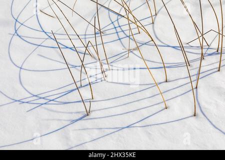 Rushes, Juncus sp., wirft anmutige Schatten auf Hall Lake, Ott Biological Preserve, Calhoun County, Michigan, USA Stockfoto