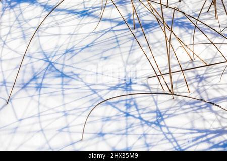 Rushes, Juncus sp., wirft anmutige Schatten auf Hall Lake, Ott Biological Preserve, Calhoun County, Michigan, USA Stockfoto