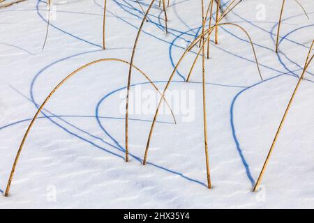 Rushes, Juncus sp., wirft anmutige Schatten auf Hall Lake, Ott Biological Preserve, Calhoun County, Michigan, USA Stockfoto