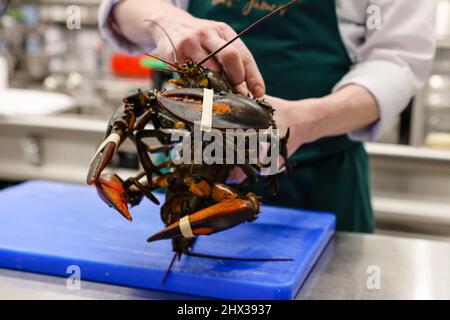 Flensburg, Deutschland. 09. März 2022. Ein Mitarbeiter hält zwei Hummer in der Küche des Restaurants „das Grace“. Das Restaurant Flensburg hat sich mit seiner Küche einen Stern verdient und ist nun im Michelin-Führer dafür gelistet. Am 9. März 2022 wurden die besten Restaurants in Deutschland ausgewählt. Insgesamt listet der Guide Michelin 2022 327 Gourmet-Restaurants in Deutschland auf – darunter neun drei-Sterne-Restaurants und 46 zwei-Sterne-Restaurants. Der Restaurantführer des Reifenherstellers geht am 14. März in den Handel. Quelle: Frank Molter/dpa/Alamy Live News Stockfoto