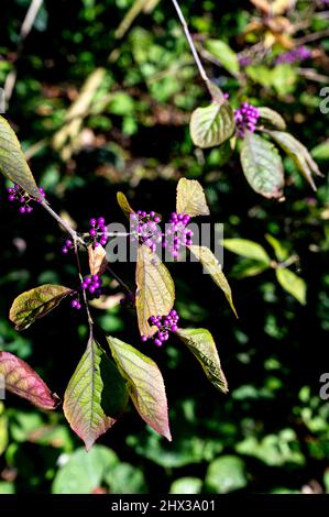 Callicarpa bodinieri var. giraldii Fülle, beautyberry Fülle, Lamiaceae, lila Beeren. Stockfoto