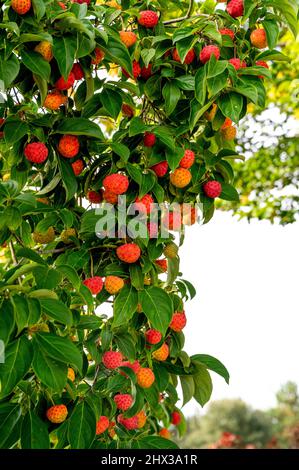 Arbutus unedo, Killarney Erdbeerbaum, Erdbeerbaum, Dalmatinische Erdbeere, Ericaceae. Rote Erdbeeren wie Früchte im Herbst. Stockfoto