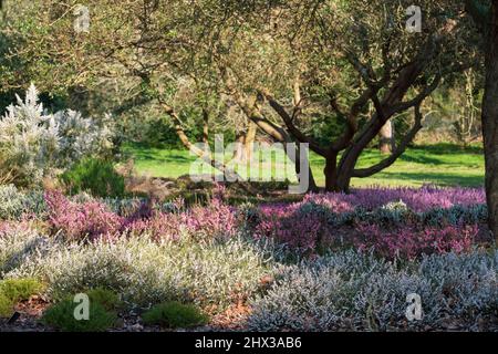 Bunte calluna vulgaris niedrig blühende Heidekraut-Blüten wachsen im Frühling unter den Bäumen im Garten in Wisley, Woking, Surrey UK. Stockfoto