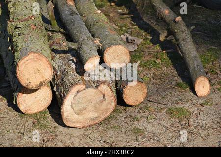 Ausgeschnittene Baumstämme im Wald Stockfoto