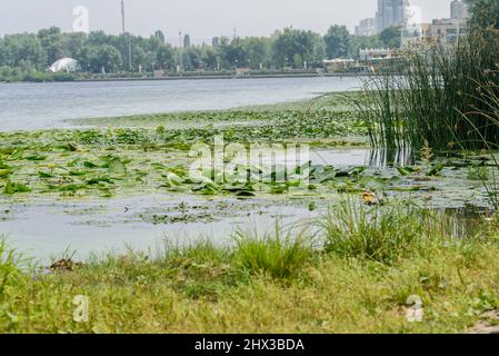 Der Stausee ist mit grünen Pflanzen und Lilien bedeckt. Stockfoto