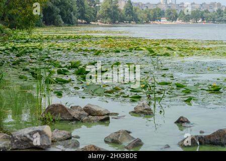 Der Stausee ist mit grünen Pflanzen und Lilien bedeckt. Stockfoto