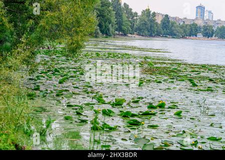 Dnepr in Kiew, mit Lilien bedeckt. Stockfoto