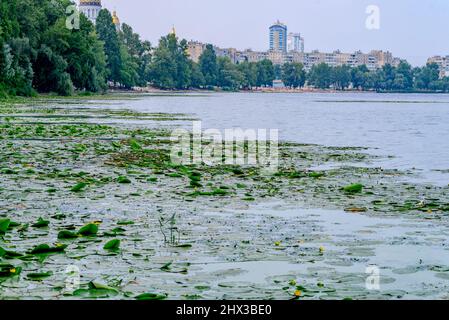 Dnepr in Kiew, mit Lilien bedeckt. Stockfoto