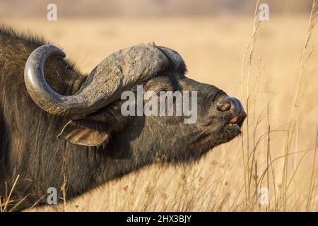 Afrikanischer Büffelbulle mit der Reaktion der Flehmen, Kruger National Park Stockfoto