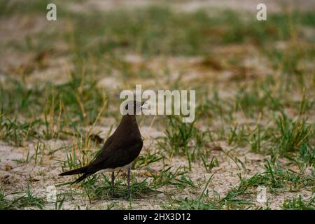 Afrikanische Vögel können atemberaubende Farben sein und die Geräusche des Vogelgezwitschers sind unglaublich Stockfoto