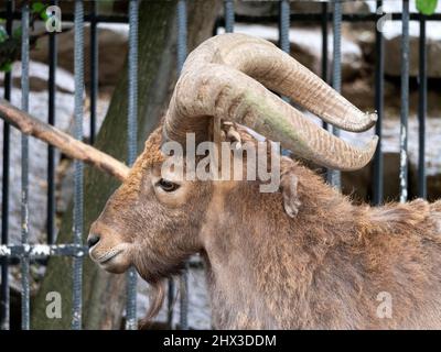 Schöne Bergziege mit Stirnrad-, langen Hörner auf dem Hintergrund der Felsen. Stockfoto