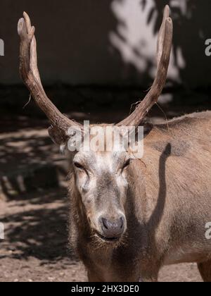 Porträt eines alten Hirsches im Profil im Sommer Stockfoto