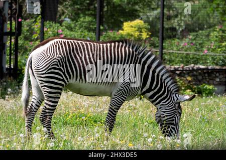 Afrikanische schönen zebra Essen frische grüne Gras. Stockfoto