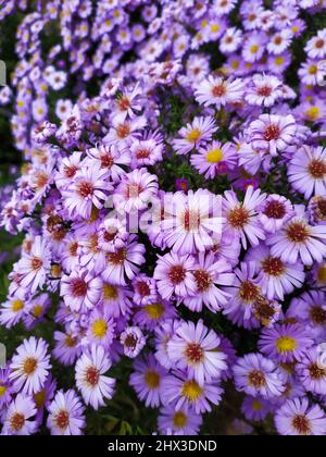 Buschiger Aster. Blütenstruktur Stockfoto