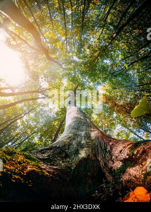 Lichtstrahlen, die durch gelbe Blätter fallen, betonen die Landschaft üppiger Baumkronen im Wald. Ansicht von unten Stockfoto