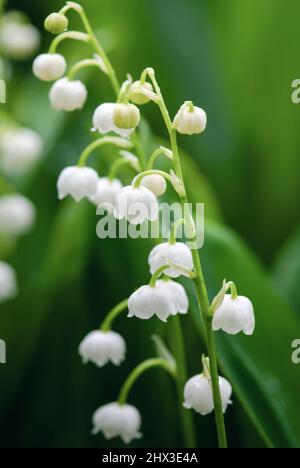 Mai-Lilien (Lilien des Tales) blühen im Frühjahr, Nahaufnahme Stockfoto