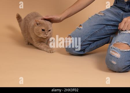 Nahaufnahme der Frau in zerrissenen Jeans streicheln schöne Katze von Pfirsich Farbe mit Hand auf Haut farbigen Hintergrund. Person, die mit einem Haustier spielt. Menschen und Tiere Stockfoto