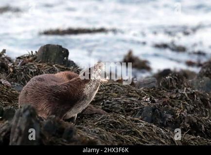 Otter, Lutra lutra, Shetland, Schottland, Großbritannien Stockfoto