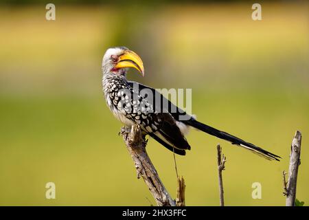 Afrikanische Vögel können atemberaubende Farben sein und die Geräusche des Vogelgezwitschers sind unglaublich Stockfoto